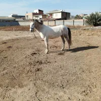 مادیان ترکمن