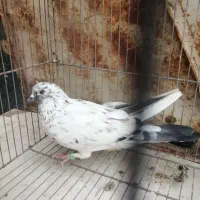 کفتر پرشی فروش و معاوضه با کفتر کشتنی|پرنده|یزد, |دیوار