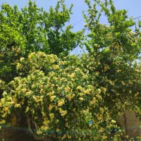 اجاره همکف حیاط دار گلدیس ابوذر کلا دو طبقه