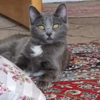 واگذاری گربه