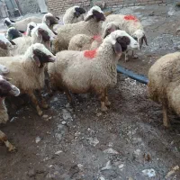 گوسفند سنجابی|حیوانات مزرعه|ماهیدشت, |دیوار