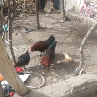 خروس ومرغ|حراج|مشهد, چهارچشمه|دیوار