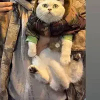 گربه