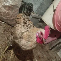 یک خروس زیبا به فروش می‌رسد.