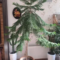 کاج مطبق|گل و گیاه طبیعی|مشهد, جاهد شهر|دیوار