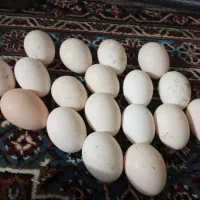 تخم مرغ نطفه دار اصیل نژاد خاص ضمانت نطفه