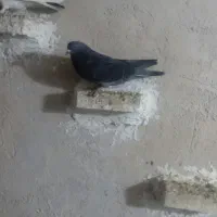 کفتر|پرنده|بروجرد, |دیوار