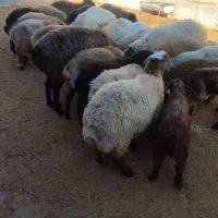 بره نر ماده چاق