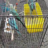 فروش پرنده مرغ عشق|پرنده|سنقر, |دیوار