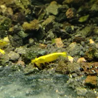 شریمپ (میگو) یلو گلدن هر عدد سایز بزرگ ۱۸