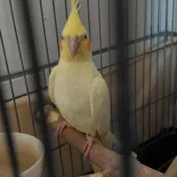 عروس هلندی لوتینو ماده