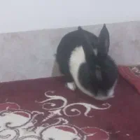 خرگوش|موش و خرگوش|دهلران, |دیوار