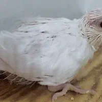 جوجه عروس هلندی آلبینو ، چشم شرابی|پرنده|بندر کنگان, |دیوار