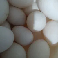 تخم مرغ اوردکی تازه موجوده