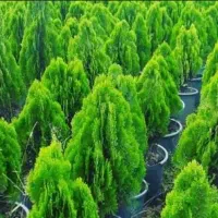 کاشت گل و درخت باغی|خدمات باغبانی و درختکاری|اصفهان, زاجان|دیوار