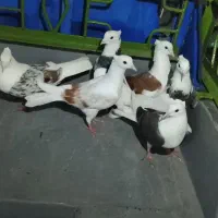 کبوتر