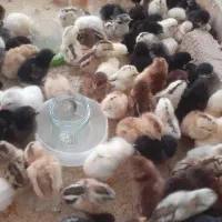 جوجه محلی وگلین