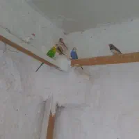 فروش یک جفت مرغ عشق