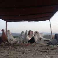 ۹عددکفترقولدرپرشی