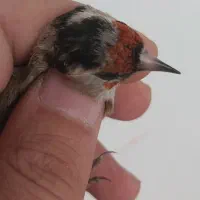 سهره های سوا شده نرو ماده|پرنده|تبریز, |دیوار