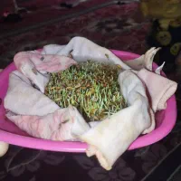 چلتوک بذری درجه یک