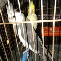 عروس هلندی