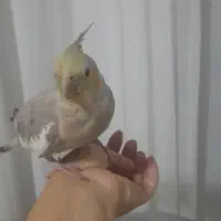 عروس هلندی ماده