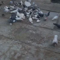 کفتر پرشی|پرنده|قزوین, |دیوار