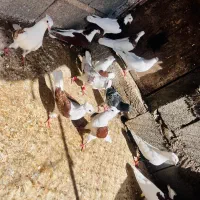 ۱۲ تا کبوتر همه با هم