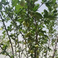 باغچه در میم|فروش خانه و ویلا|کهک, |دیوار