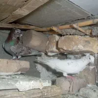 کفتر هفرنگ