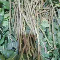 تعدادی ترکه اکبری فروشی