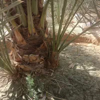 پا جوش نخل محمد خلیلی خورموج روستای عربی