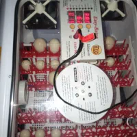 کرایه دستگاه جوجه کشی