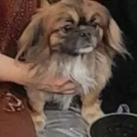 گمشده سگ|حیوانات|شاهین‌شهر, شهرک میلاد|دیوار