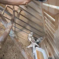 عروس هلندی|پرنده|شیروان (خراسان), |دیوار