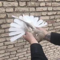 کبوتر طوقی و پر