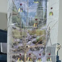 قفس پرنده