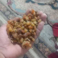 کشمش ارگانیک اصل بدون دانه|عمدهفروشی|سرولایت, |دیوار