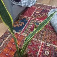 فروش فوری سانسوریا ابلق