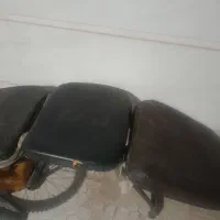 صندلی اصلاح