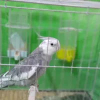 عروس هلندی وایت فیس