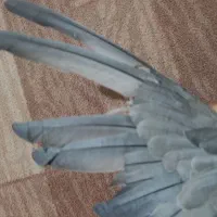 پلاکی شکار شد