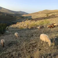 پنیر گوسفندی
