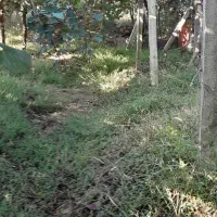 فروش باغ کیوی متراژ 750متر