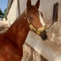 اسب