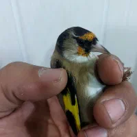 پرنده سهره زاغ و چونه سفید‌