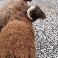 بره قوچ  نر شاخی افشار فروش فوری