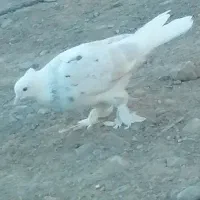 شازده سور ماده کلاهی|پرنده|گنبکی, |دیوار