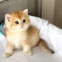 بریتیش خالص(پت شاپ نیستم)